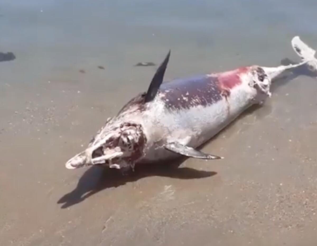 Anzio, un altro delfino morto ritrovato sulla spiaggia - 