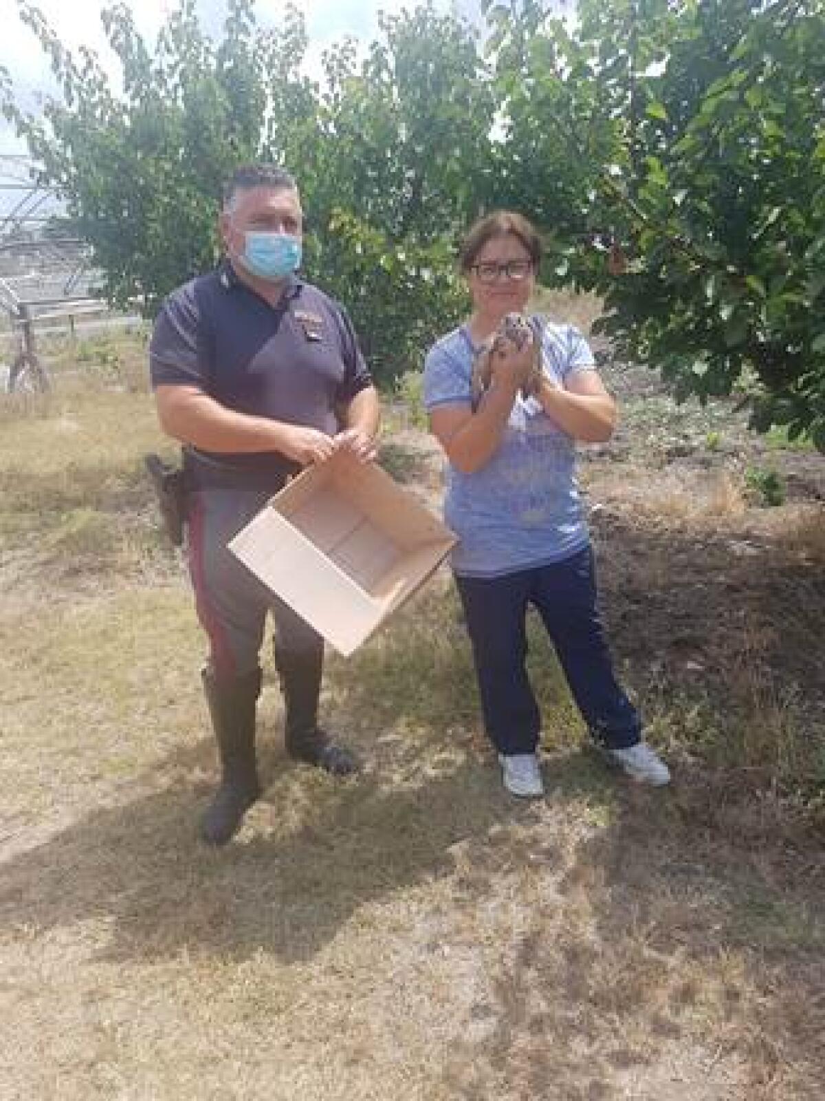 Tratto in salvo un falchetto a Borgo Podgora, l'intervento della Polizia Stradale - 