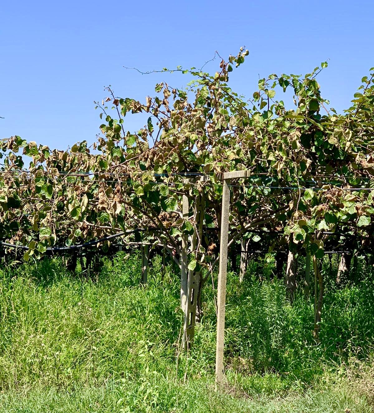 Moria delle piante, produzione di kiwi a rischio Confagricoltura Latina: "Subito una task force scientifica" - 