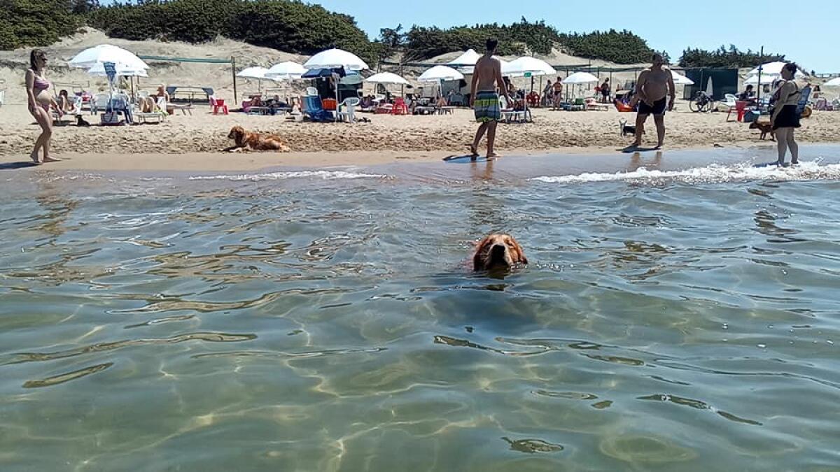Inaugurata la stagione alla “Sabau Beach”, la spiaggia di Sabaudia per gli amici a quattro zampe. - 