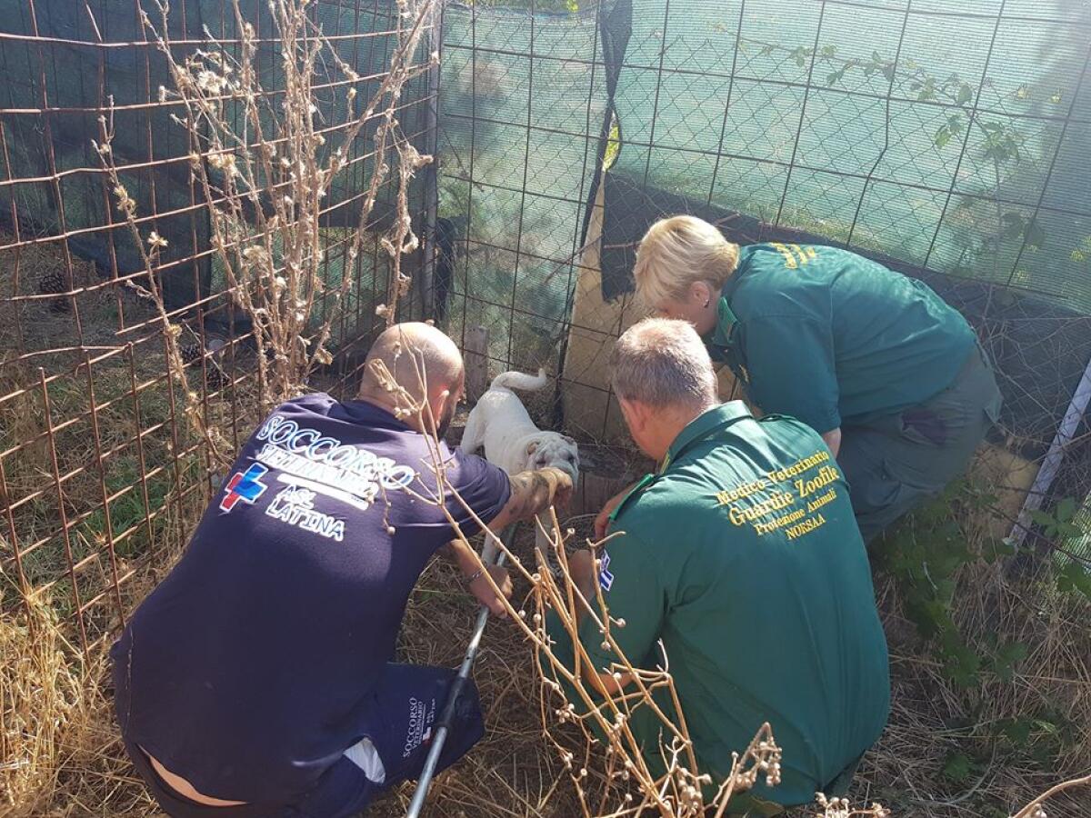 Cani incustoditi in una proprietà privata ad Aprilia, in condizioni di degrado: intervento delle Guardie Zoofile e della Asl. - 