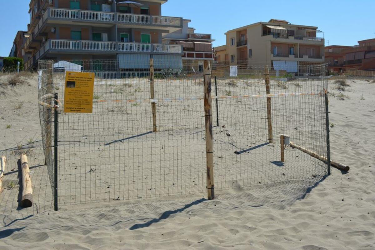 CarettaCaretta a Torvaianica, prosegue il monitoraggio del nido: Tartalazio cerca volontari per la vigilanza notturna - 