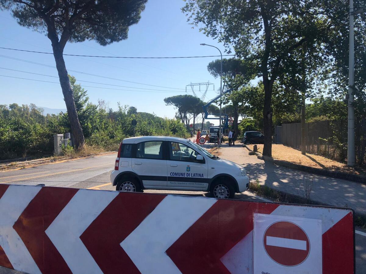 Iniziati questa mattina gli abbattimenti dei pini su Strada della Rosa, a Latina. - 