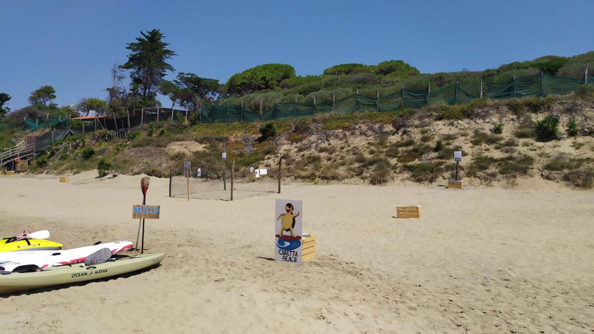 A Fondi si attende la schiusa di 100 uova di tartaruga Caretta Caretta Foto e Video - 