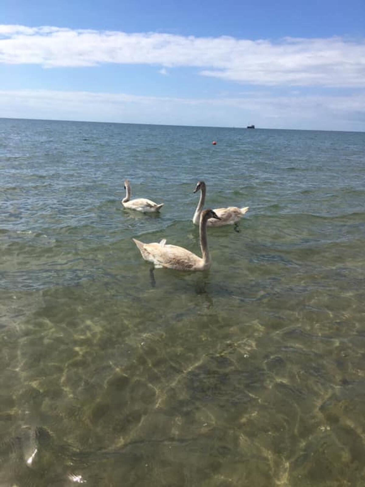 A Foce Verde i cigni raggiungono la riva, stupore tra i bagnanti - 
