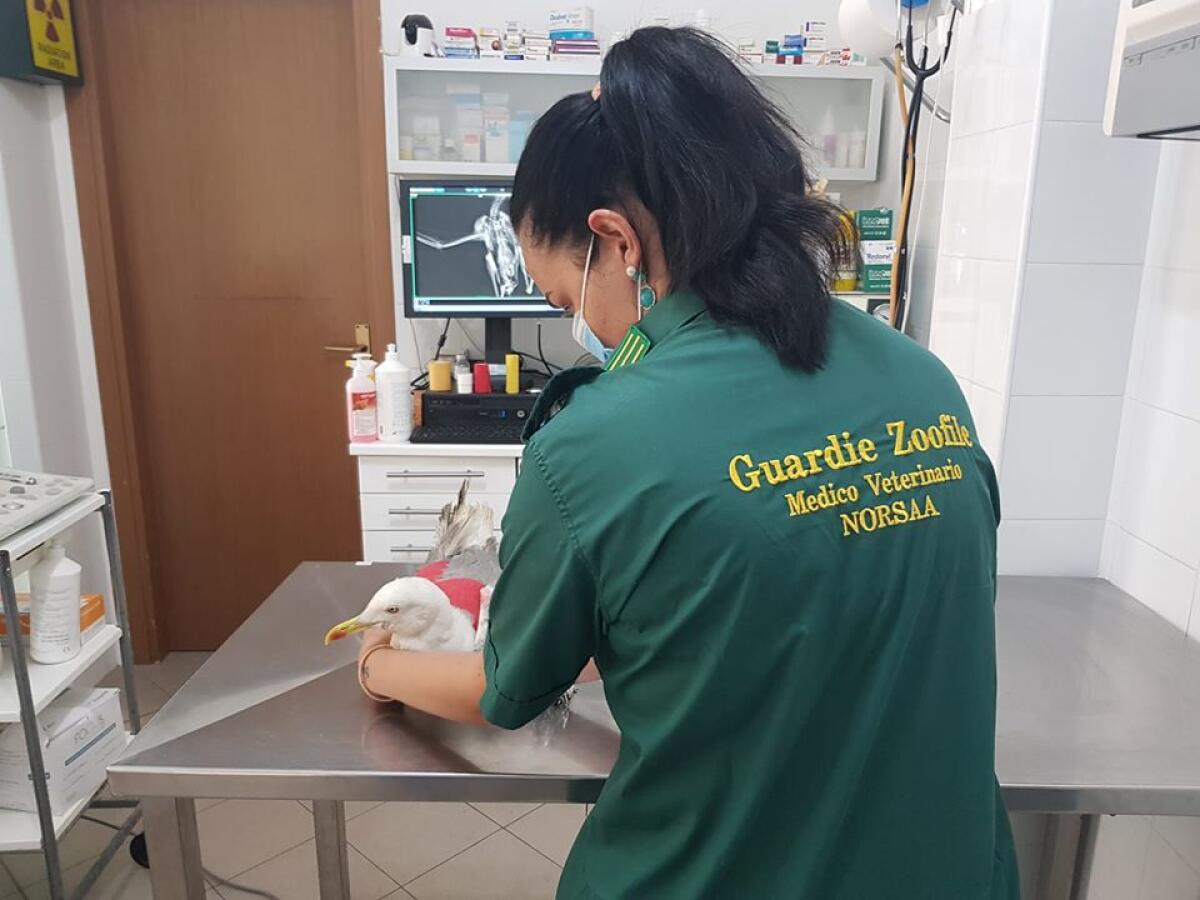 Gabbiano con l'ala rotta salvato a Pomezia dagli operatori Norsaa  Foto - 