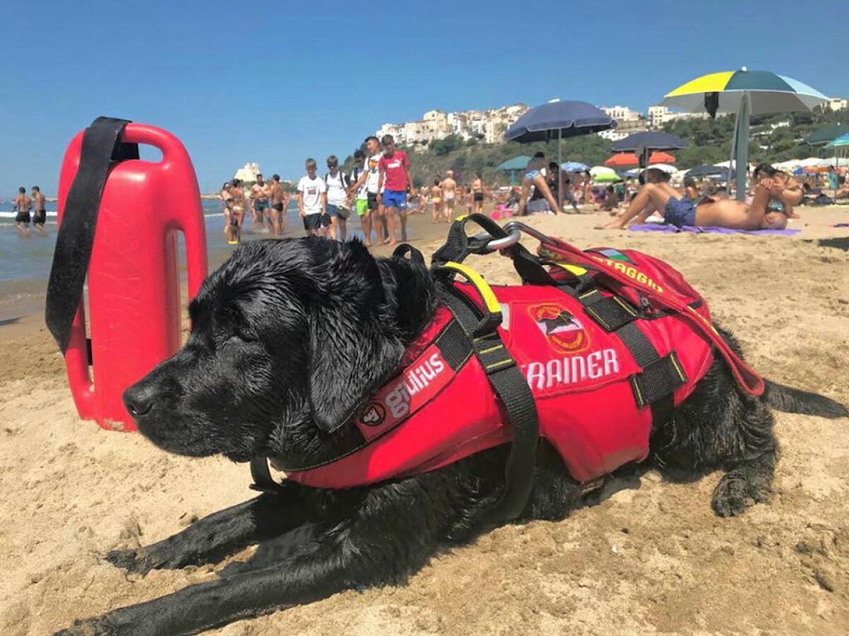 Cani bagnino sulle spiagge di Sperlonga - 