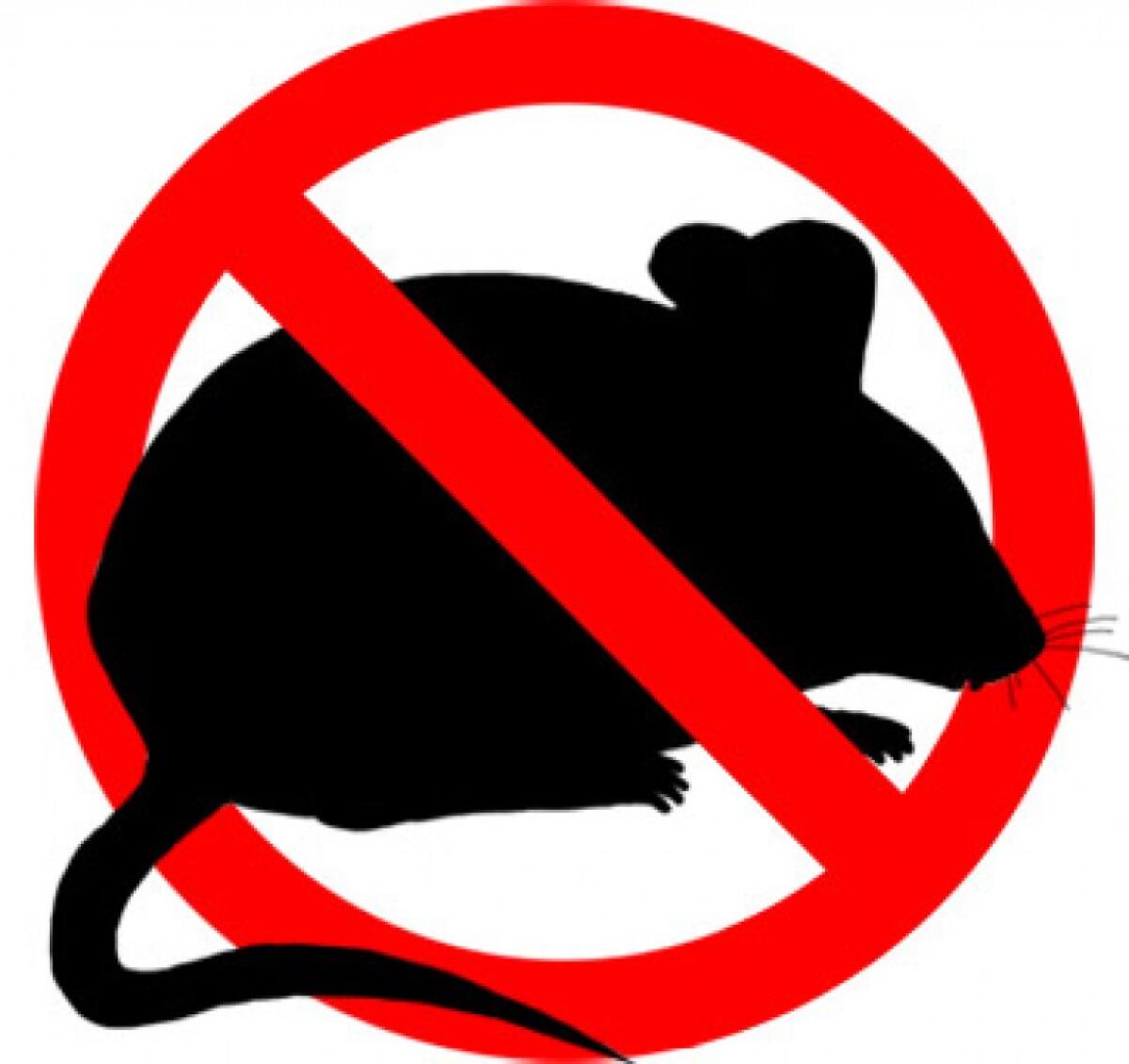 Riprende da oggi a Pomezia la derattizzazione del territorio comunale. - 