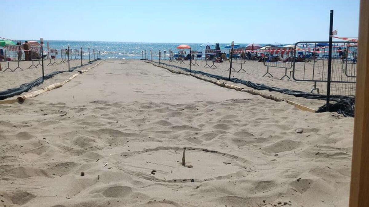 Tartarughe a Torvaianica, si attende la schiusa delle uova - 