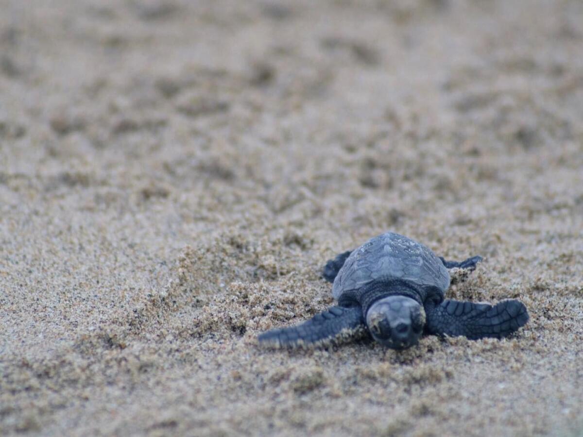 Sulla spiaggia di Fondi sono nate 60 tartarughe caretta caretta. Il VIDEO - 