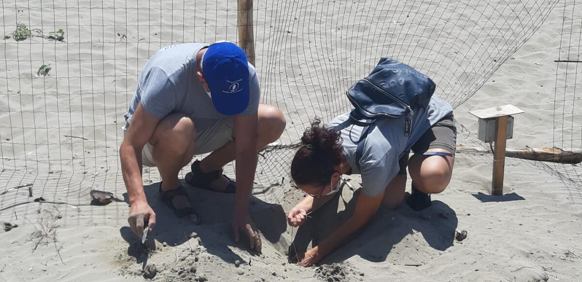 Caretta Caretta, a Torvaianica non ci sarà la schiusa: le uova non erano fecondate - 