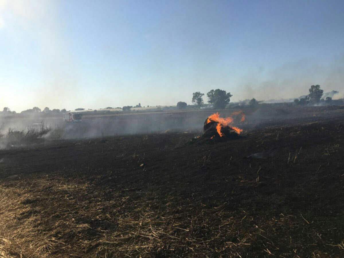 Incendio ad Anzio, divorate sterpaglie ed alberi - 