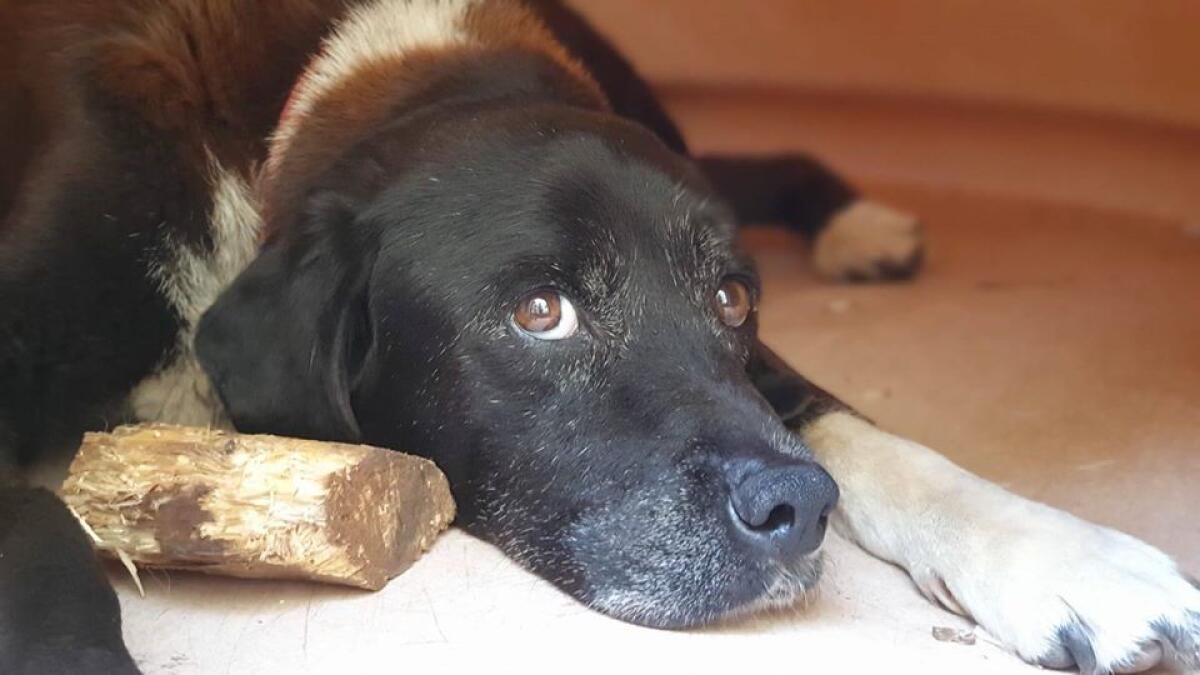 Amici di Birillo non potrà più accedere al canile di Latina: "Tagliati fuori, non potremo più tutelare i cani di Aprilia" - 