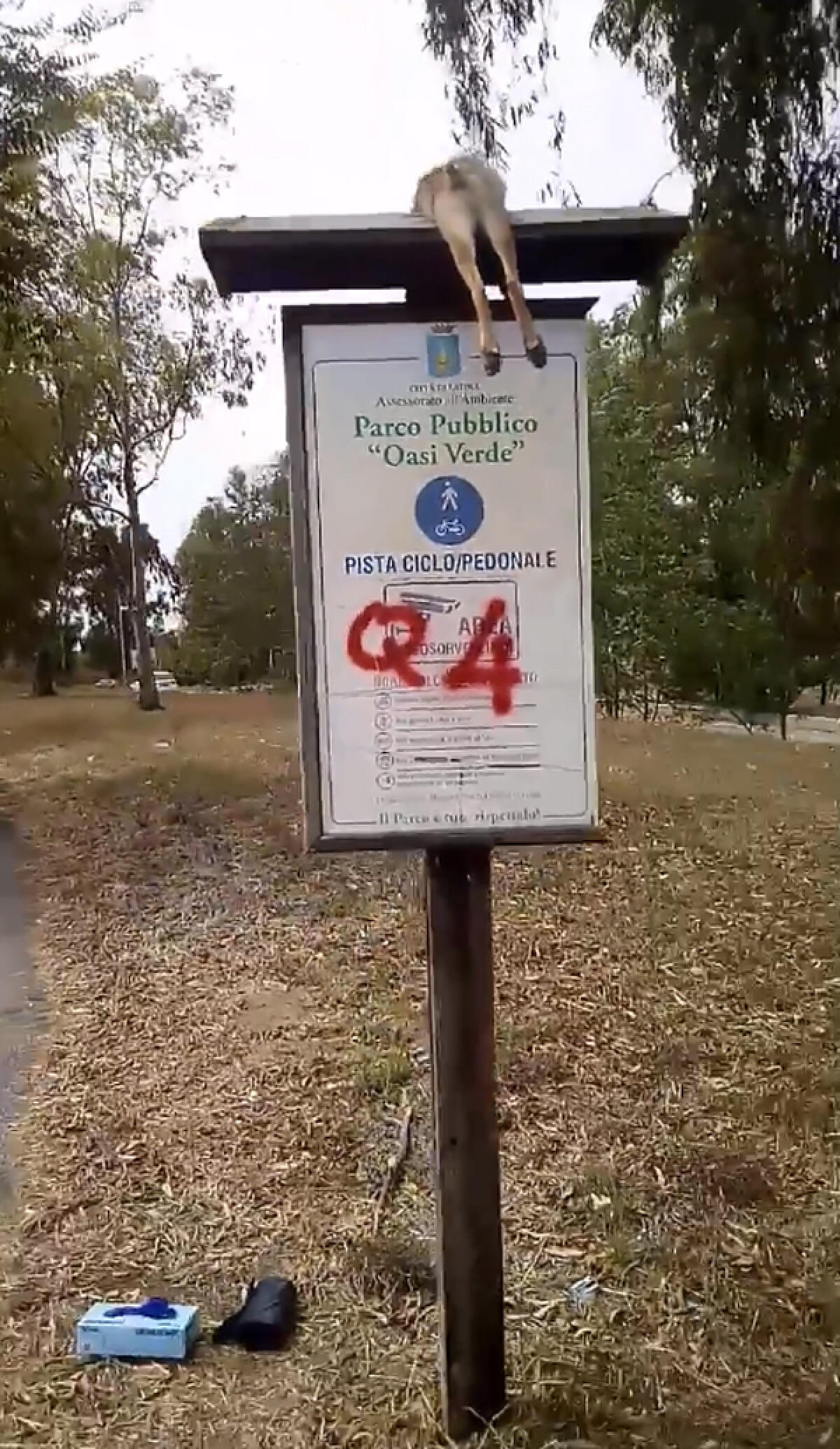 Volpe uccisa al parco Oasi Verde di Latina, l’Assessore all'Ambiente Bellini: “Un atto vergognoso, siamo indignati”. - 