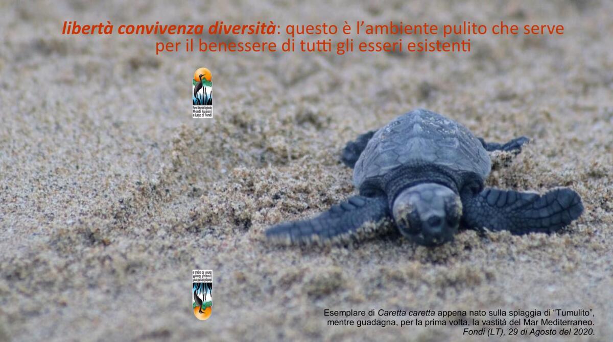 Lieto fine per le 83 tartarughe Caretta caretta nate a Fondi: hanno iniziato il loro viaggio nelle acque del Mediterraneo. - 