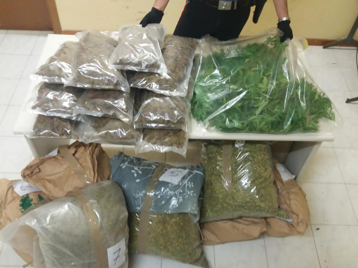 Anzio, oltre 22 chili di marijuana e serra artigianale nel capannone: 2 arresti FOTO - 