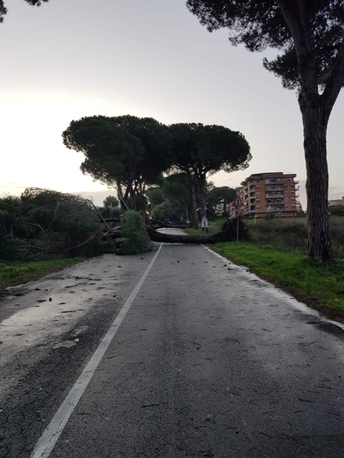 Chiuso un tratto dell'Appia Nord, saranno abbattuti degli alberi - 