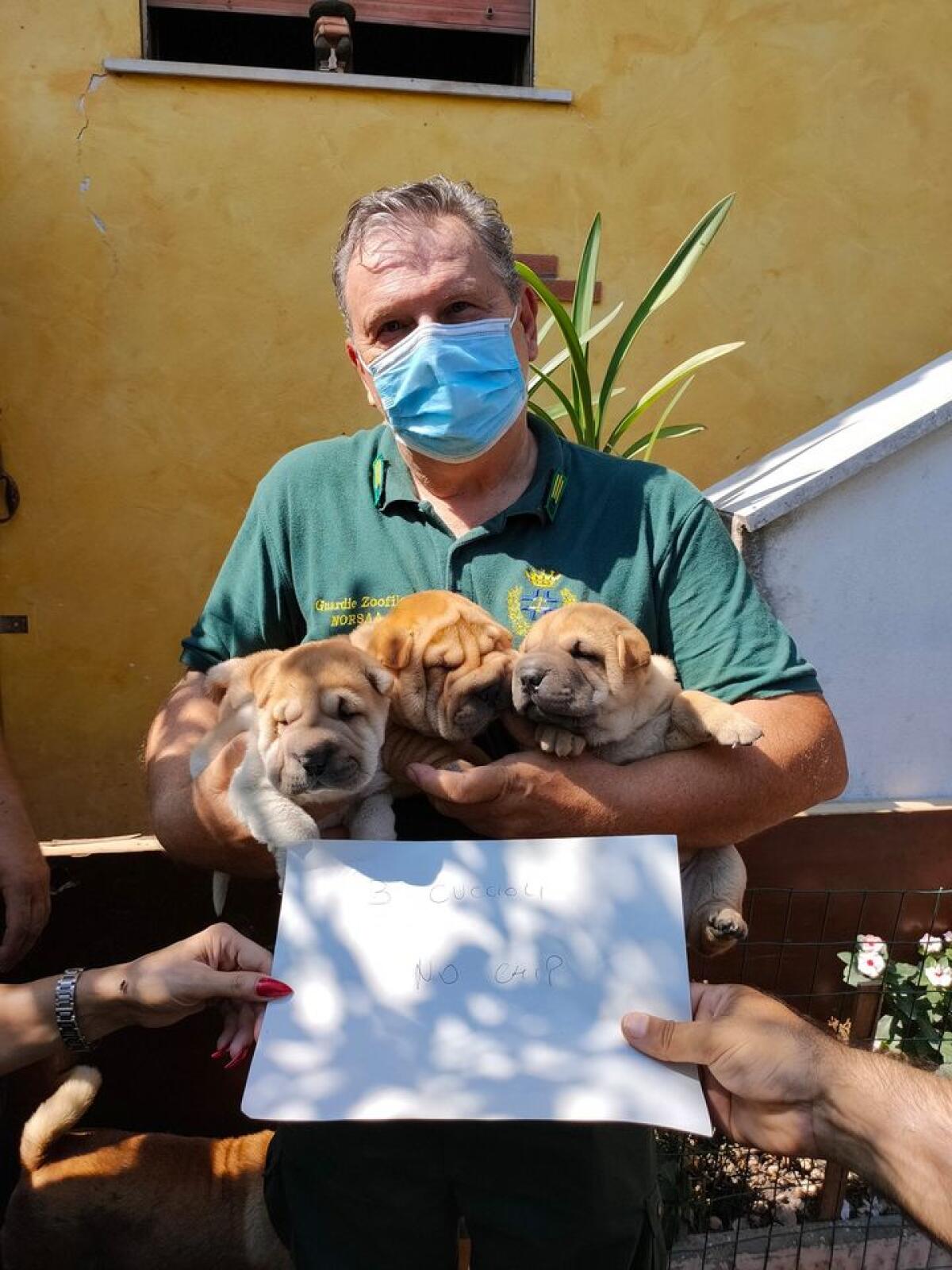 Canile abusivo ad Aprilia, i volontari Norsaa recuperano 50 cani - 