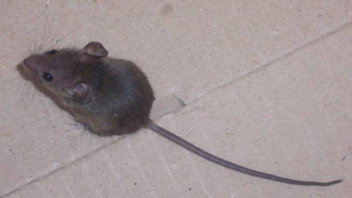 Aprilia, al via derattizzazione in via Meucci e nei pressi del parco Manaresi - 