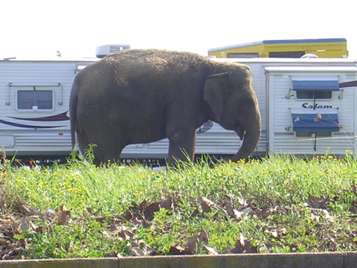 Basta animali nel Circo, la protesta ad Aprilia degli animalisti - 