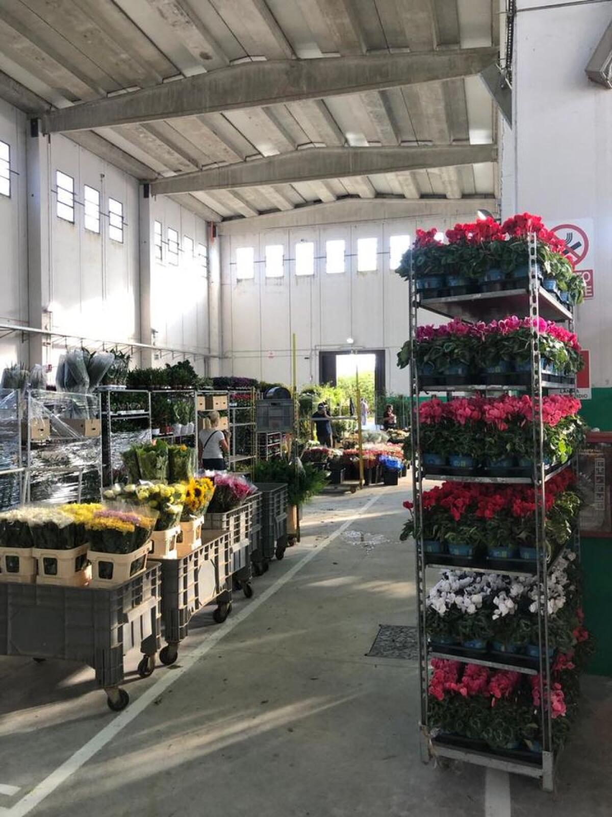 Riapre il Mercato dei Fiori di Campoverde - 