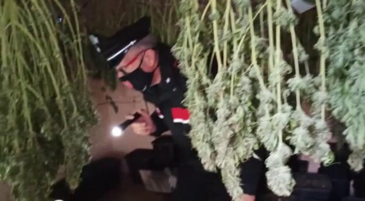 Aveva 7 chili di marijuana ad essiccare in cantina: 38enne di Pomezia arrestato dai Carabinieri. - 