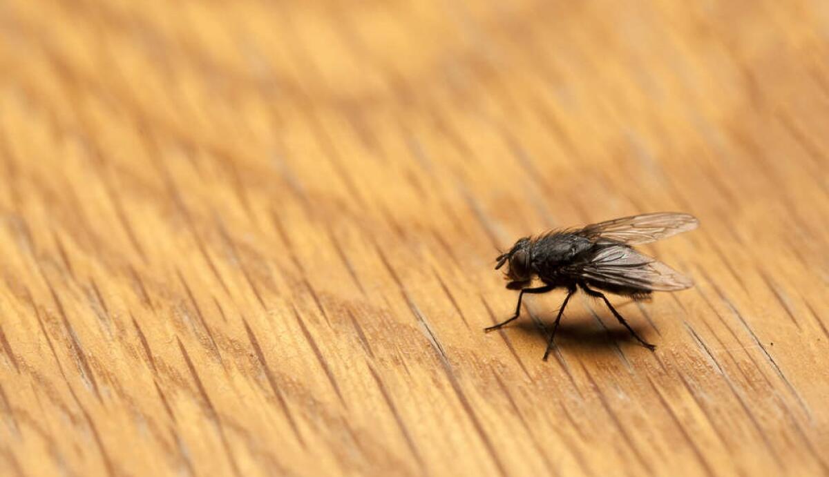 Aprilia, a Fossignano torna l'incubo delle mosche - 