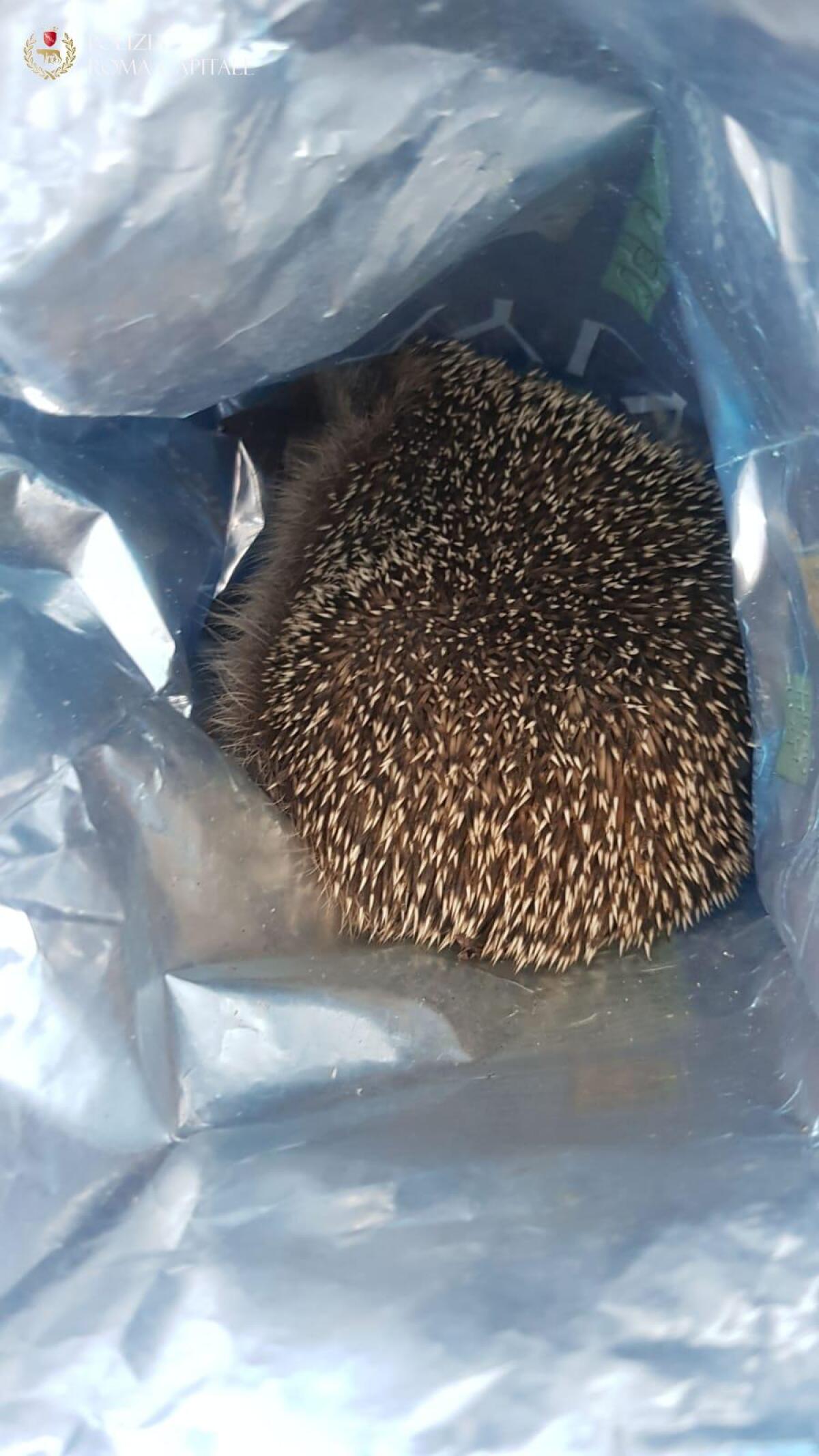 Riccio ferito sulle banchine del Tevere, salvato dalla Polizia Locale - 