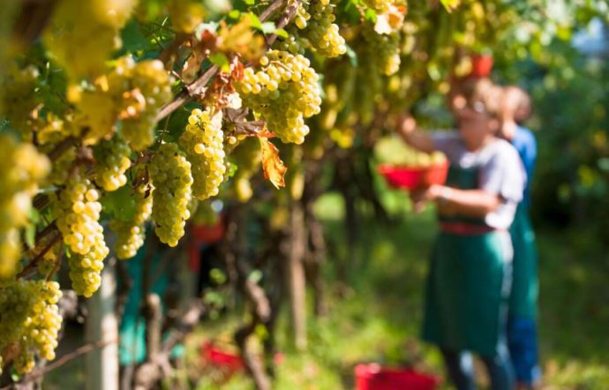 Vendemmia, Confagricoltura Latina: "Annata di qualità, ora al lavoro per sostenere il settore" - 