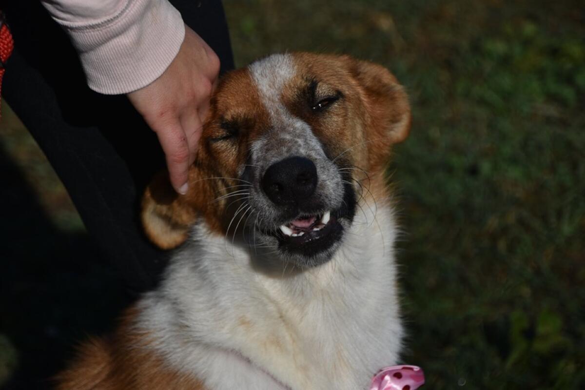 Nuovo Dpcm, un prontuario per accudire gli animali - 