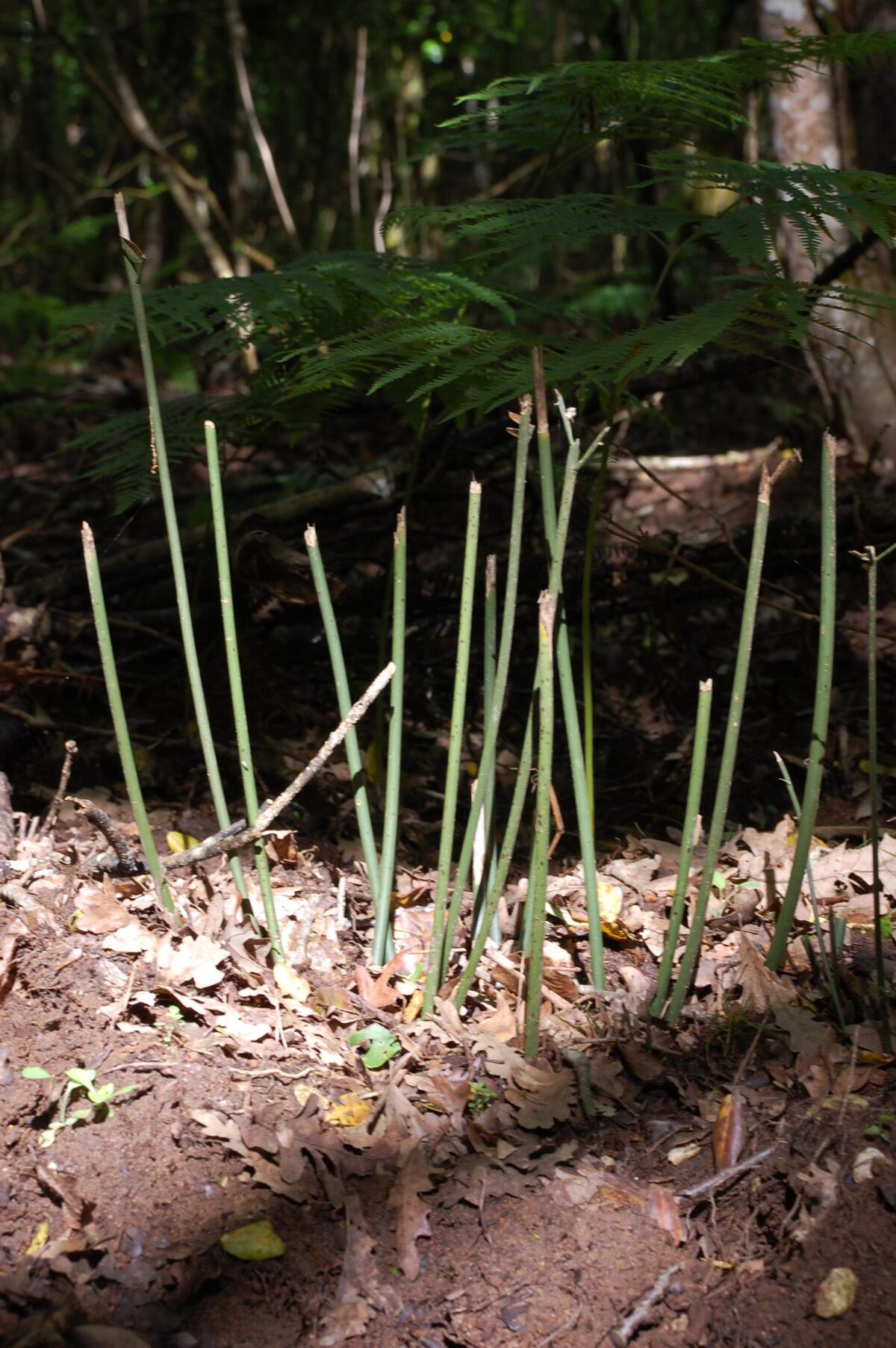 Troppi daini nel Parco del Circeo, "A rischio biodiversità della foresta, pronti interventi" - 