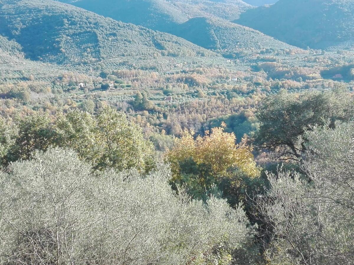 Cade dall'albero mentre raccoglie le olive, un morto sui Lepini - 