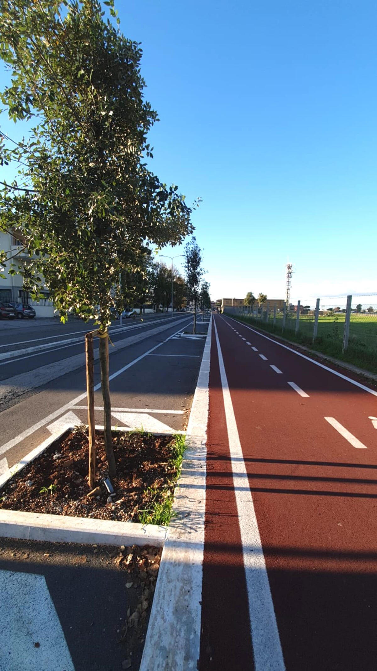 Giornata nazionale degli Alberi: il Comune di Pomezia mette a dimora 130 nuove piante. - 