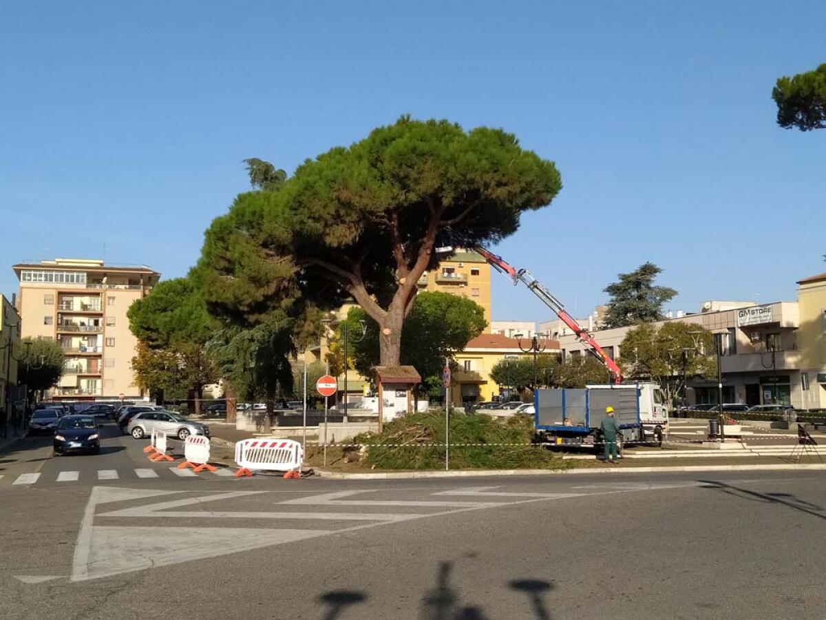 Aprilia - Potature dei pini in piazza Roma, è polemica. Bosco Urbano: "Interventi senza logica" - 