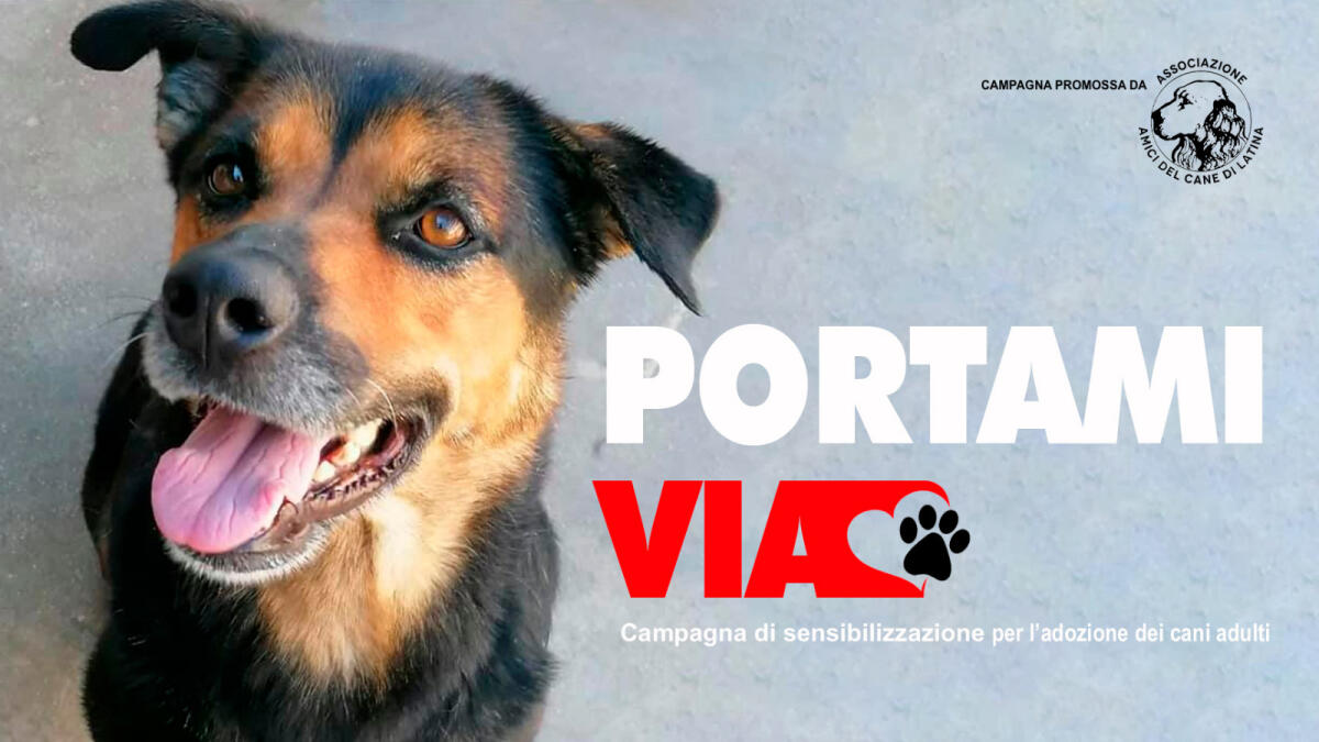 Portami via, a Latina parte la campagna di sensibilizzare per l'adozione dei cani adulti - 