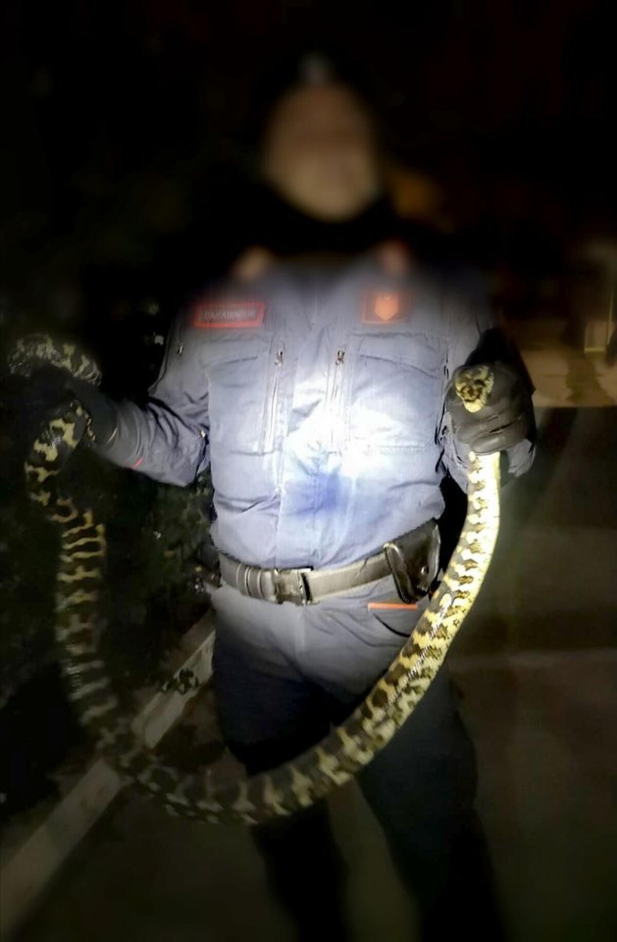 Pitone catturato dalla Forestale in un giardino privato a Pomezia - 