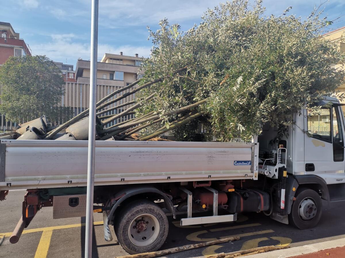 Nuovi alberi a Torvaianica, pronti oltre 50 lecci - 