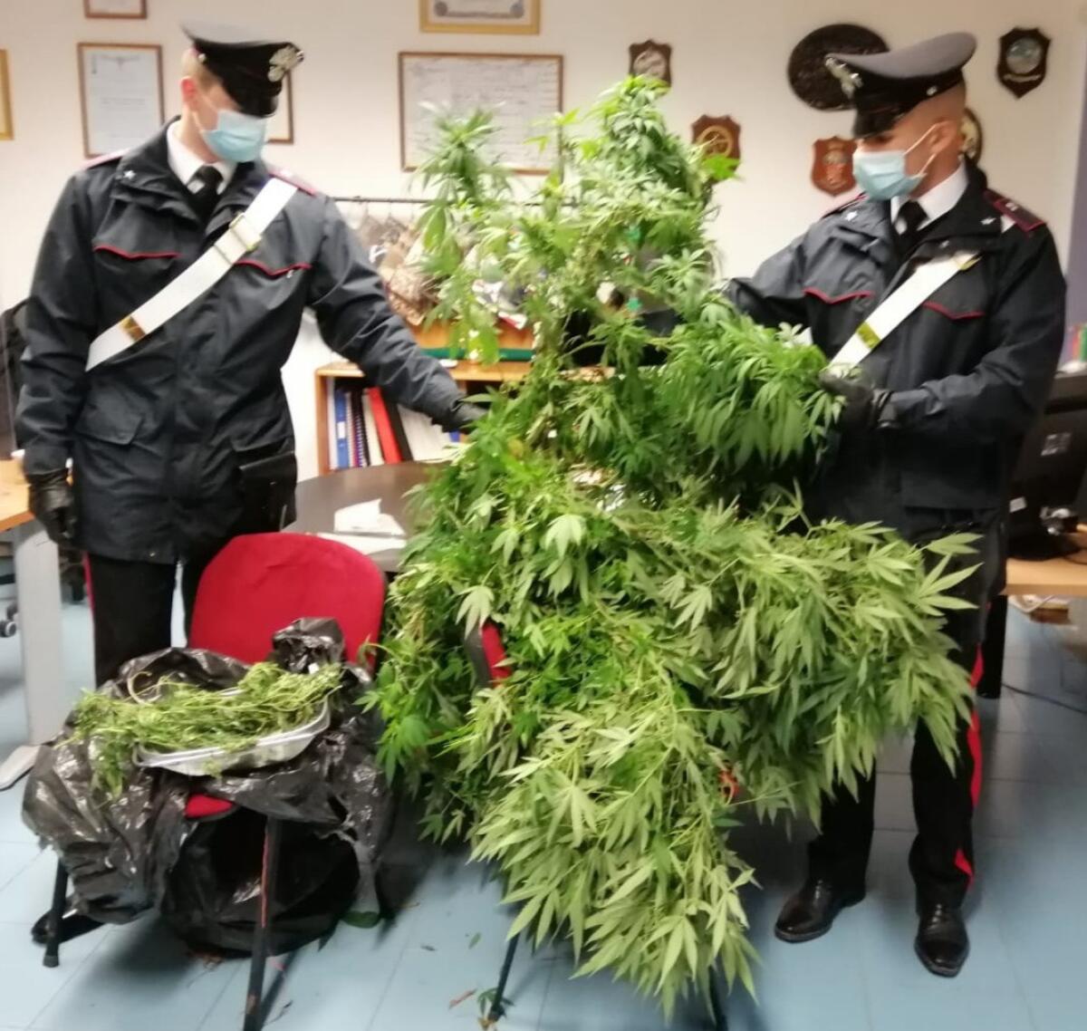 Chiamano i carabinieri per una lite in famiglia, in casa la madre nascondeva la marijuana: 45enne arrestata a Torvaianica - 