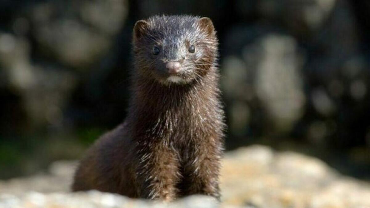 Wwf: "Coronavirus. 17 milioni di visoni saranno abbattuti, strage annunciata" - 