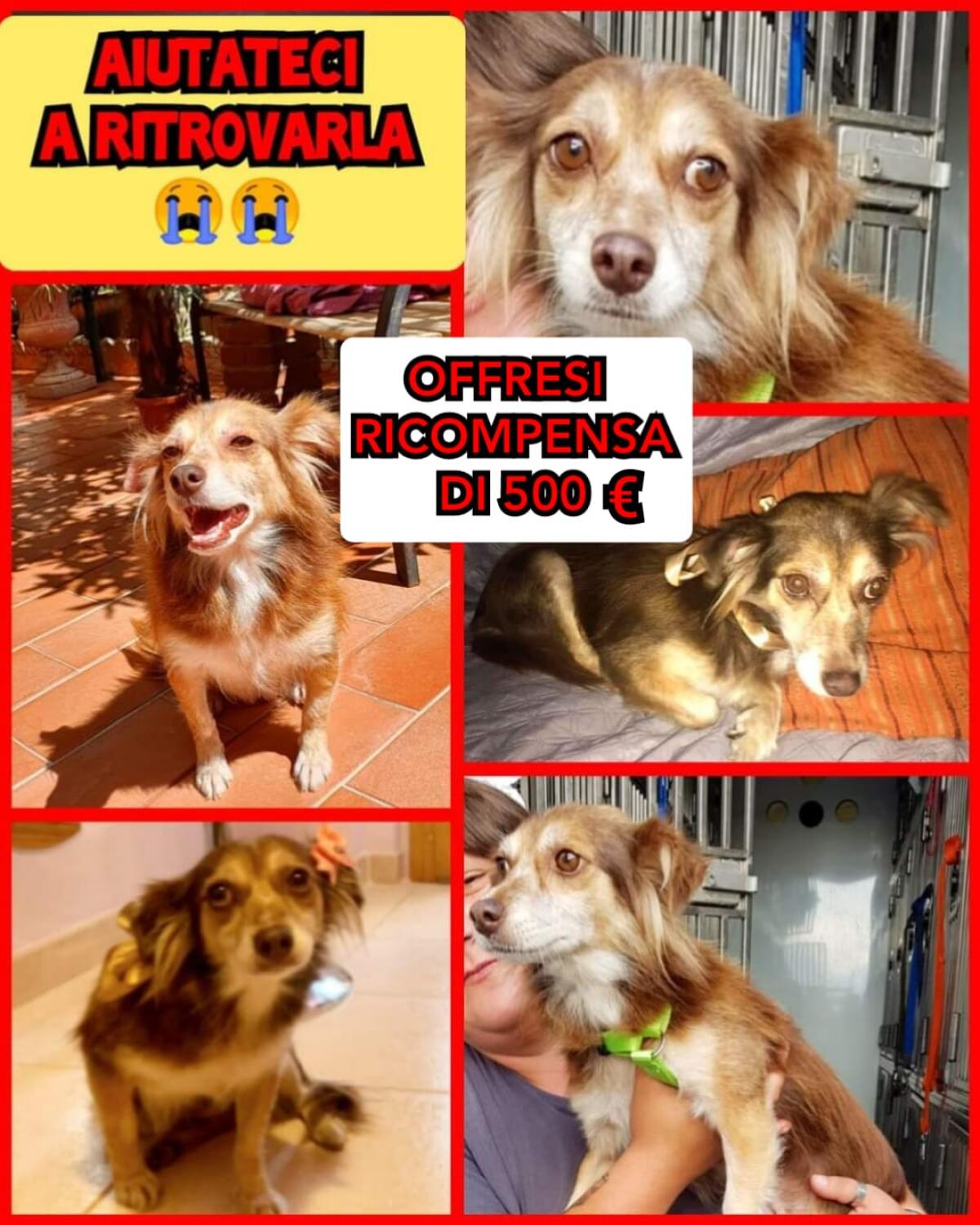 Aprilia, smarrita la cagnolina Kia: "Aiutateci a ritrovarla" - 