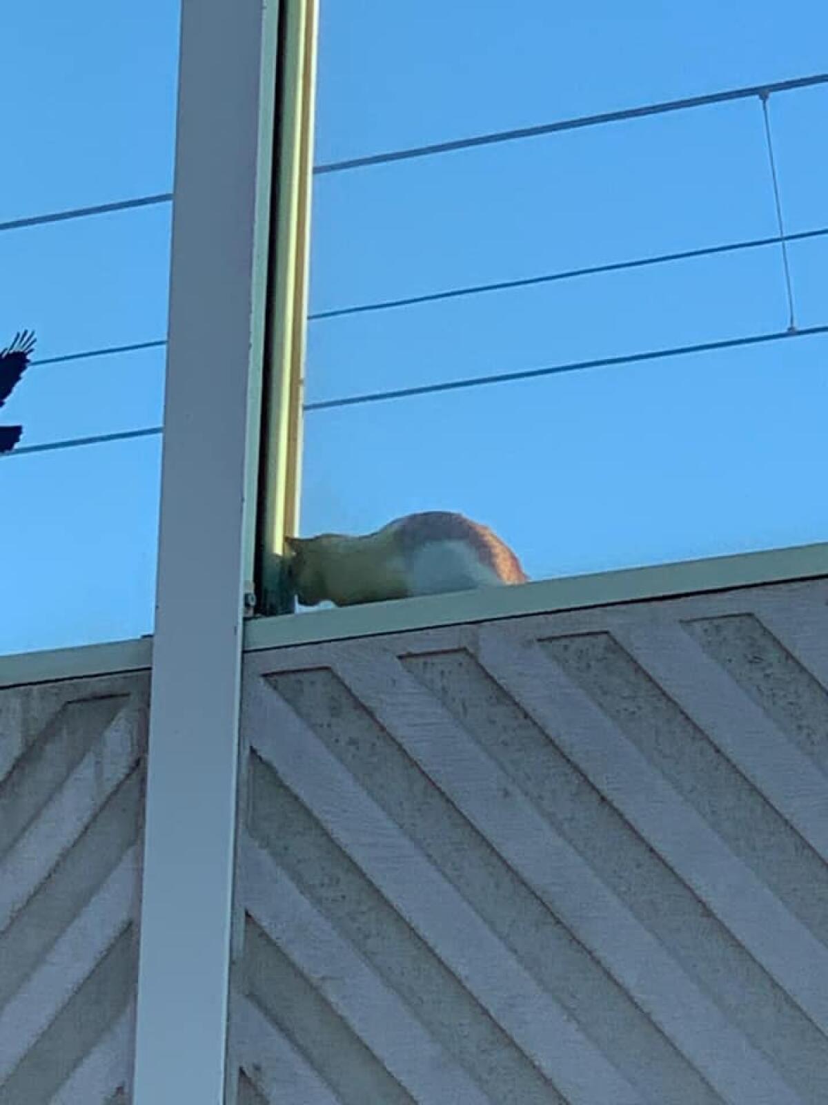 La polizia ferroviaria ferma i treni per salvare un gatto in pericolo di vita - 