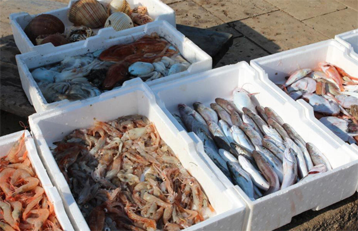 Ingente sequestro di prodotti ittici nel sud pontino, a Scauri di Minturno. Sanzionata un’attività abusiva. - 