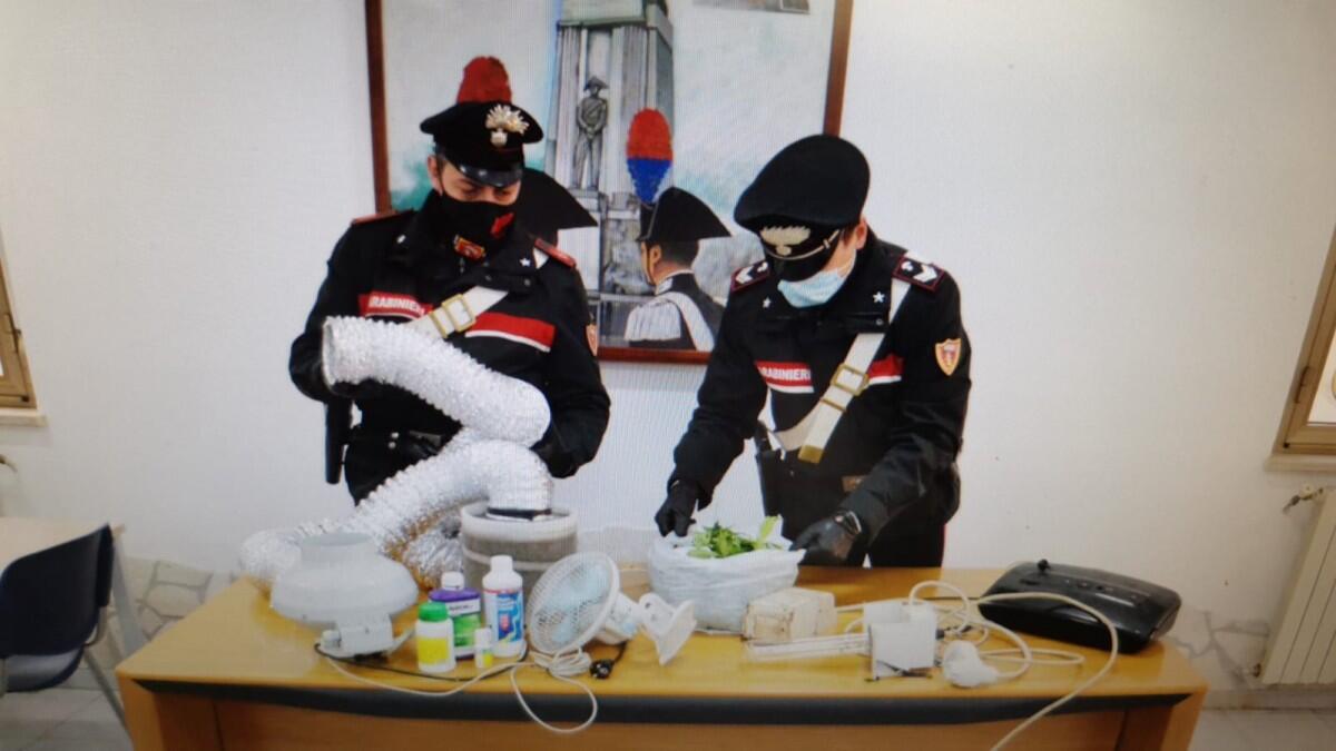 Coltivava marijuana in casa, 46enne in arresto a Pomezia - 