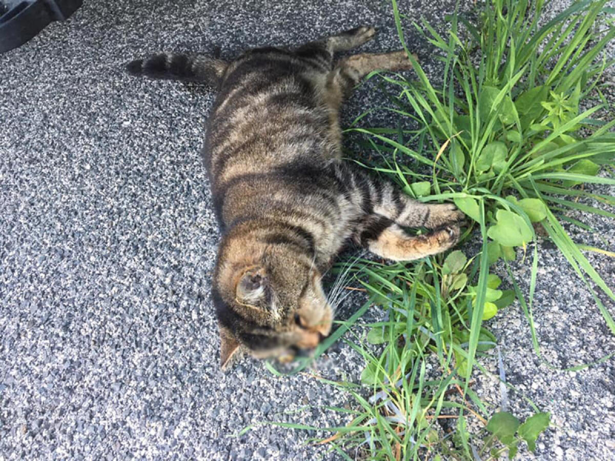 Gatto sfregiato ed ucciso in via dei Volsini, a Latina. La denuncia dell’Enpa. - 