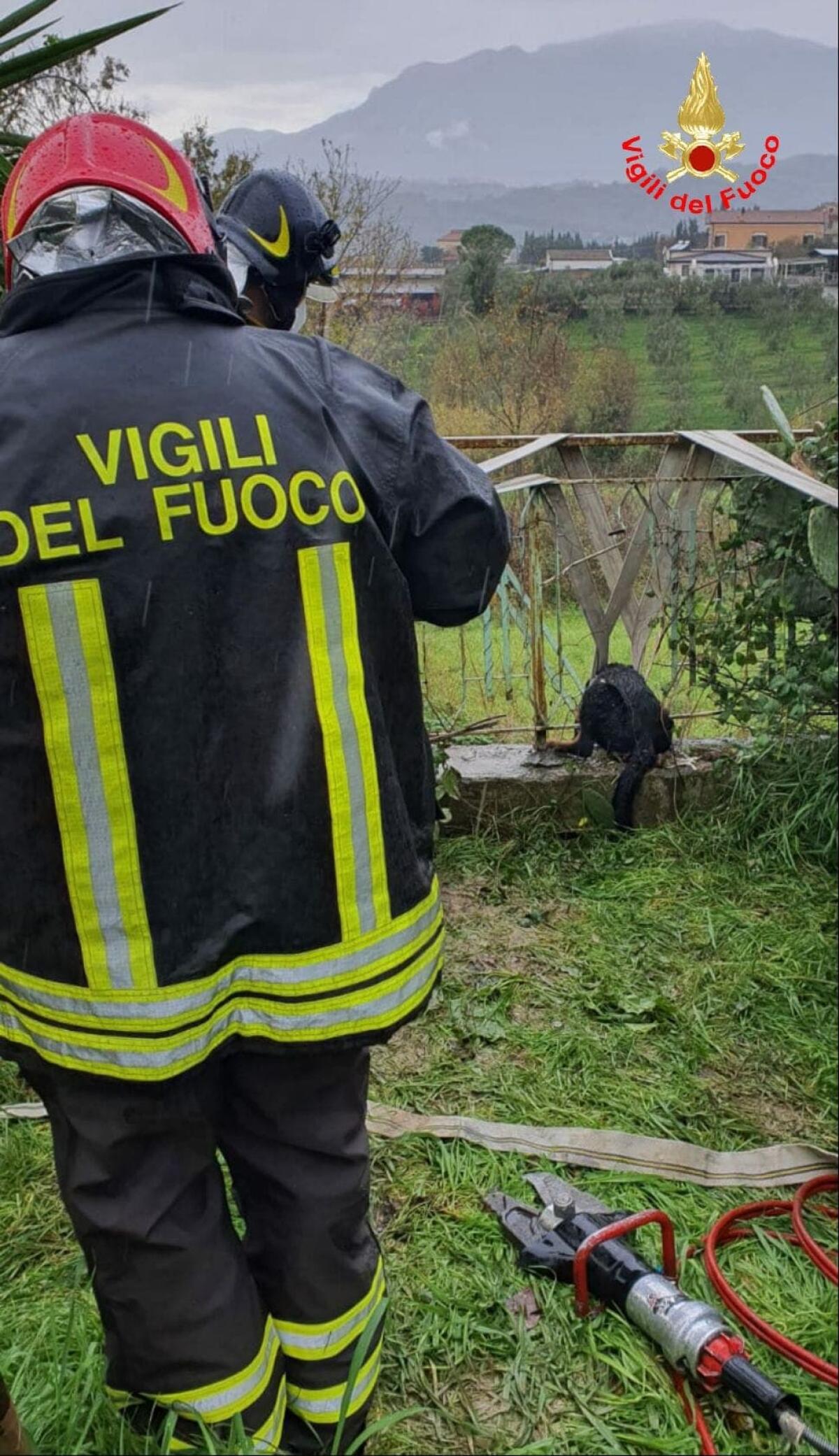 Incastrato da giorni in una ringhiera: i vigili del fuoco salvano un cane a Santi Cosma e Damiano. - 