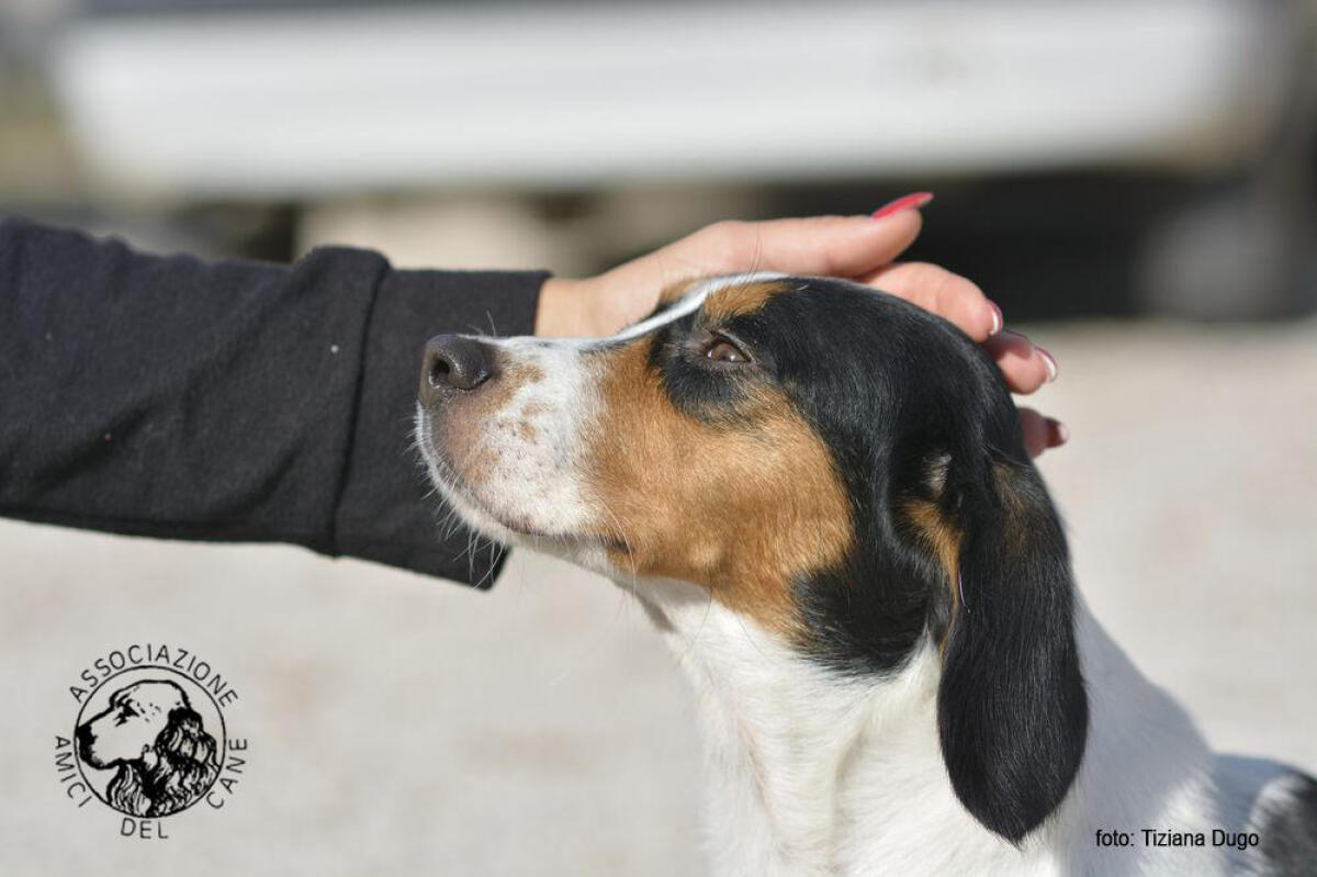 Botti di Capodanno, il Covid non li ferma. Ecco il decalogo dell’Oipa per proteggere cani e gatti. - 