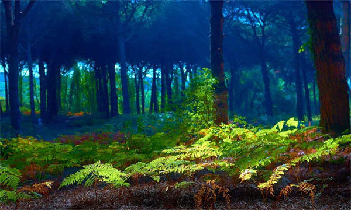 Messa in sicurezza delle foreste demaniali, proseguono gli interventi nel Lazio - 