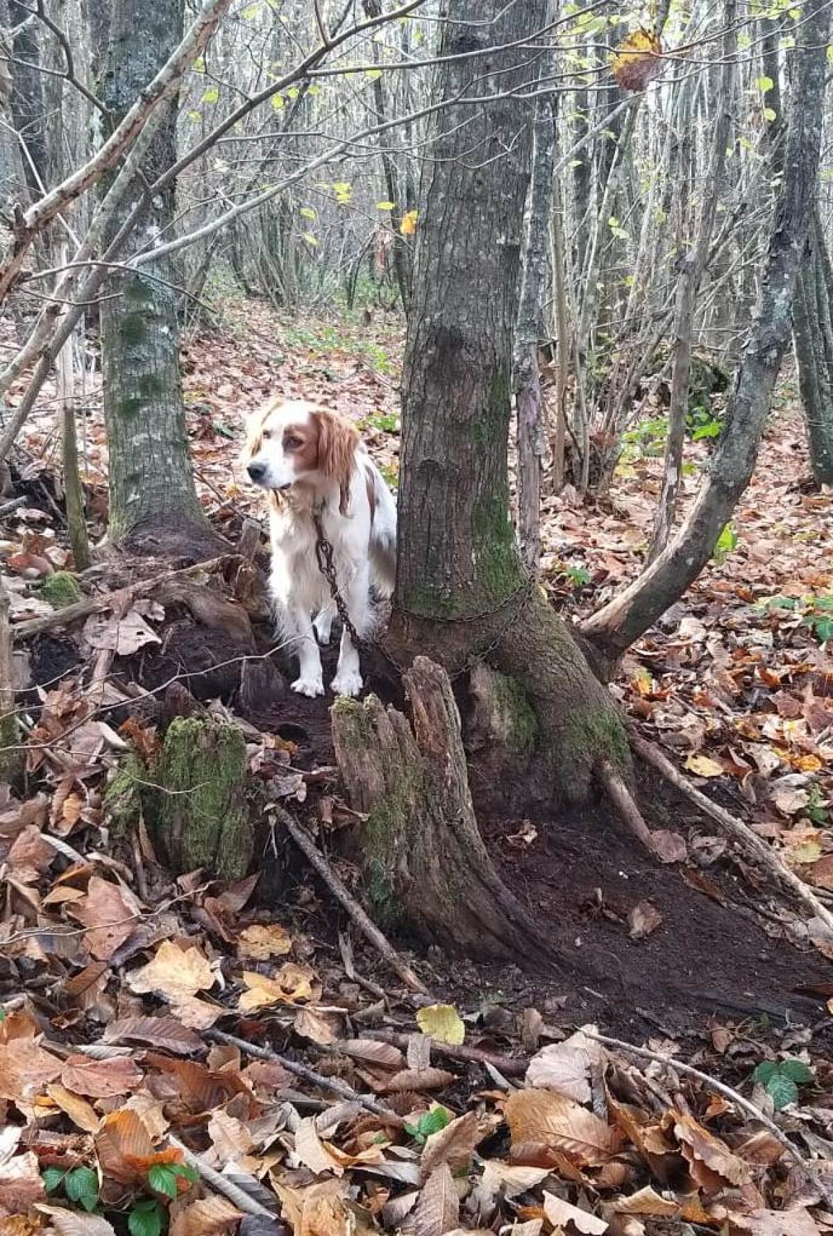Lega un cane ad un albero al Parco dei Castelli e lo abbandona, salvato dai guardaparco - 