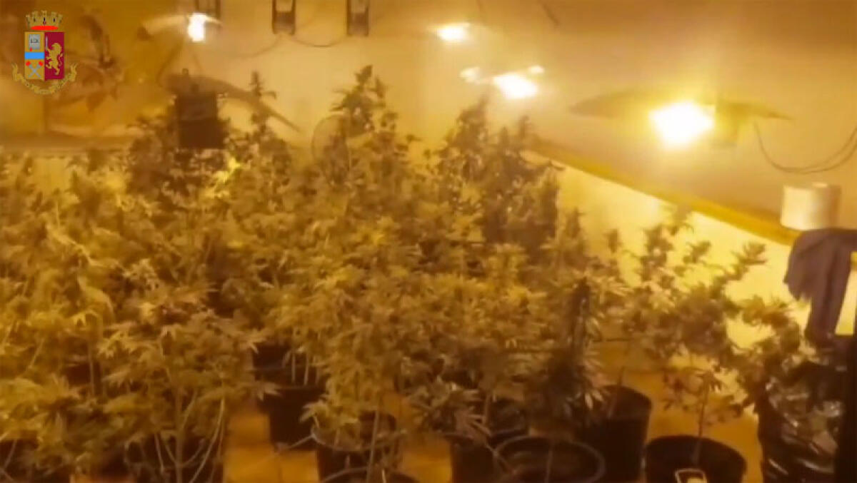 Operazione “L’Erba del Vicino”: misure cautelari per spaccio a carico di 5 persone di Aprilia. Sequestrati 50 chili di marijuana. VIDEO - 