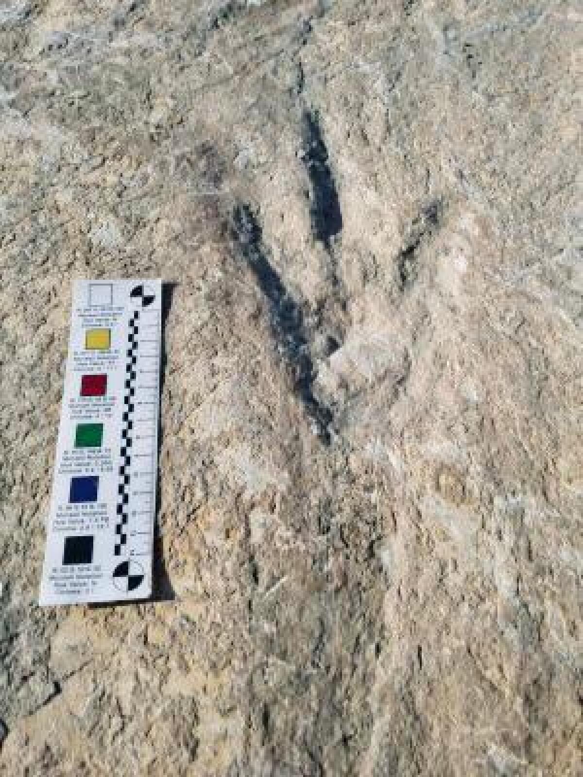 L'impronta di dinosauro ritrovata a Rio Martino sarà conservata al Parco dei Monti Ausoni - 